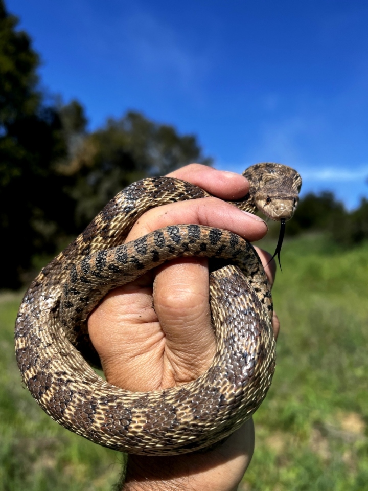 Pacific Gopher Snake